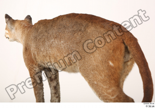 Asian golden cat Catopuma Temminckii back body 0004.jpg
